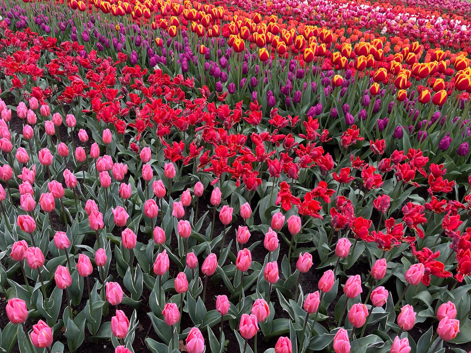 Tulpen in Rosa, Rot, Lila, Rot-Gelb, Orangerot und Pink - von unten links nach oben rechts gesehen