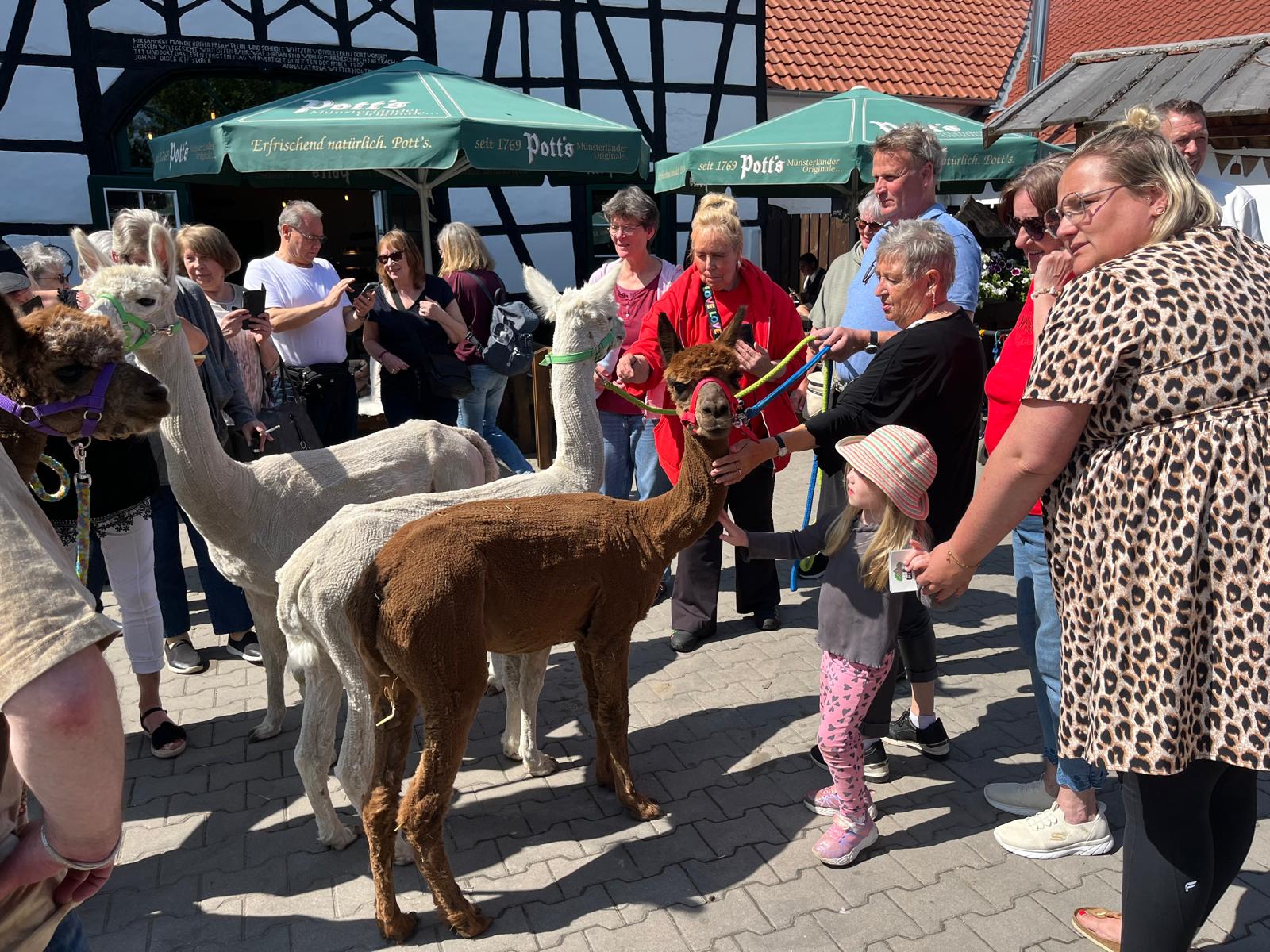 Bei unserem Spargelbuffet beim Spargel- und Erdbeerhof Menken im Anschluss an die Besichtigung des Schiffshebewerks kamen Alpakas zu Besuch.
