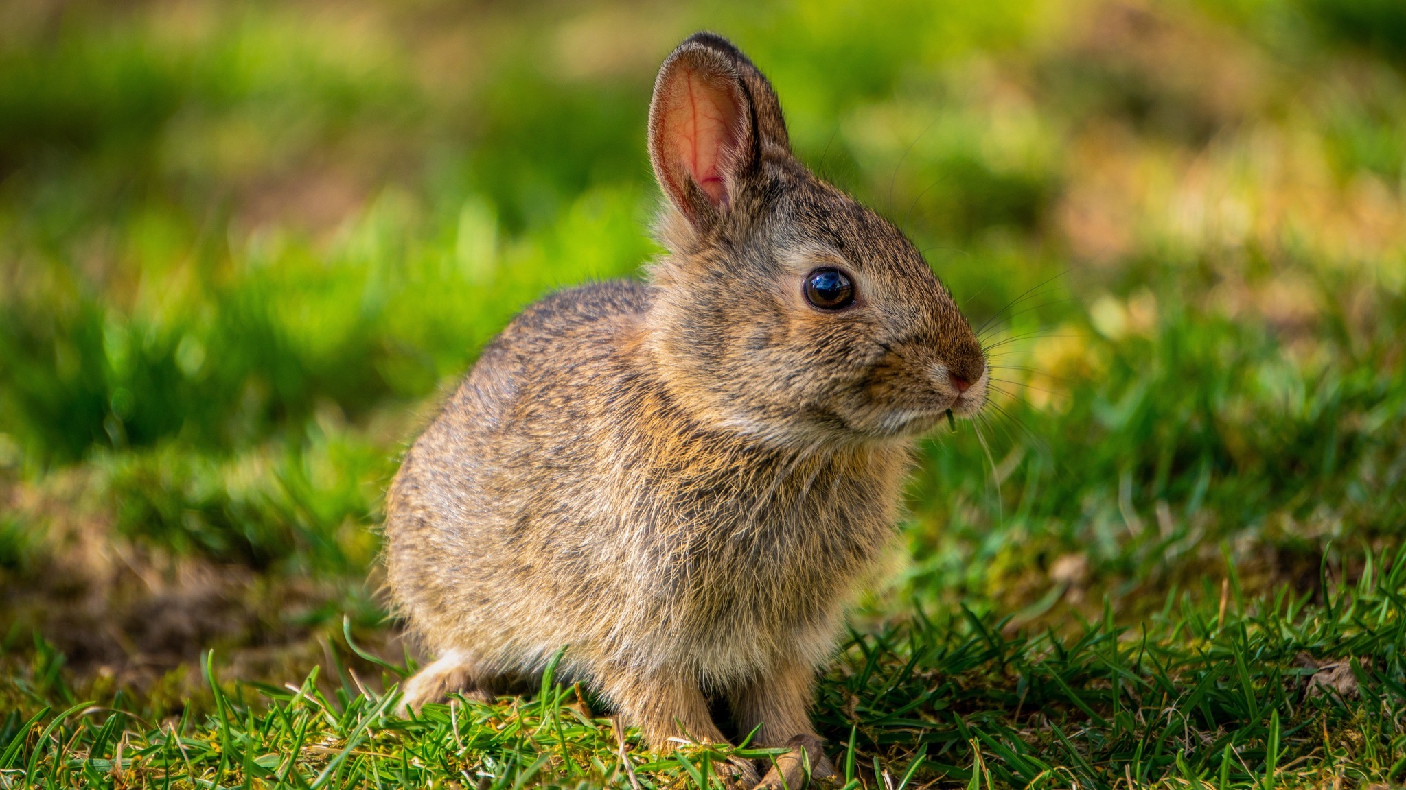 Ein kleiner Hase sitzt auf einer grünen Wiese