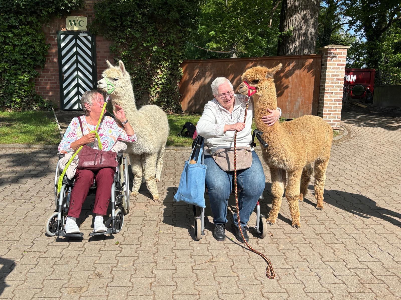 Zwei Seniorinnen kuscheln mit Alpakas.