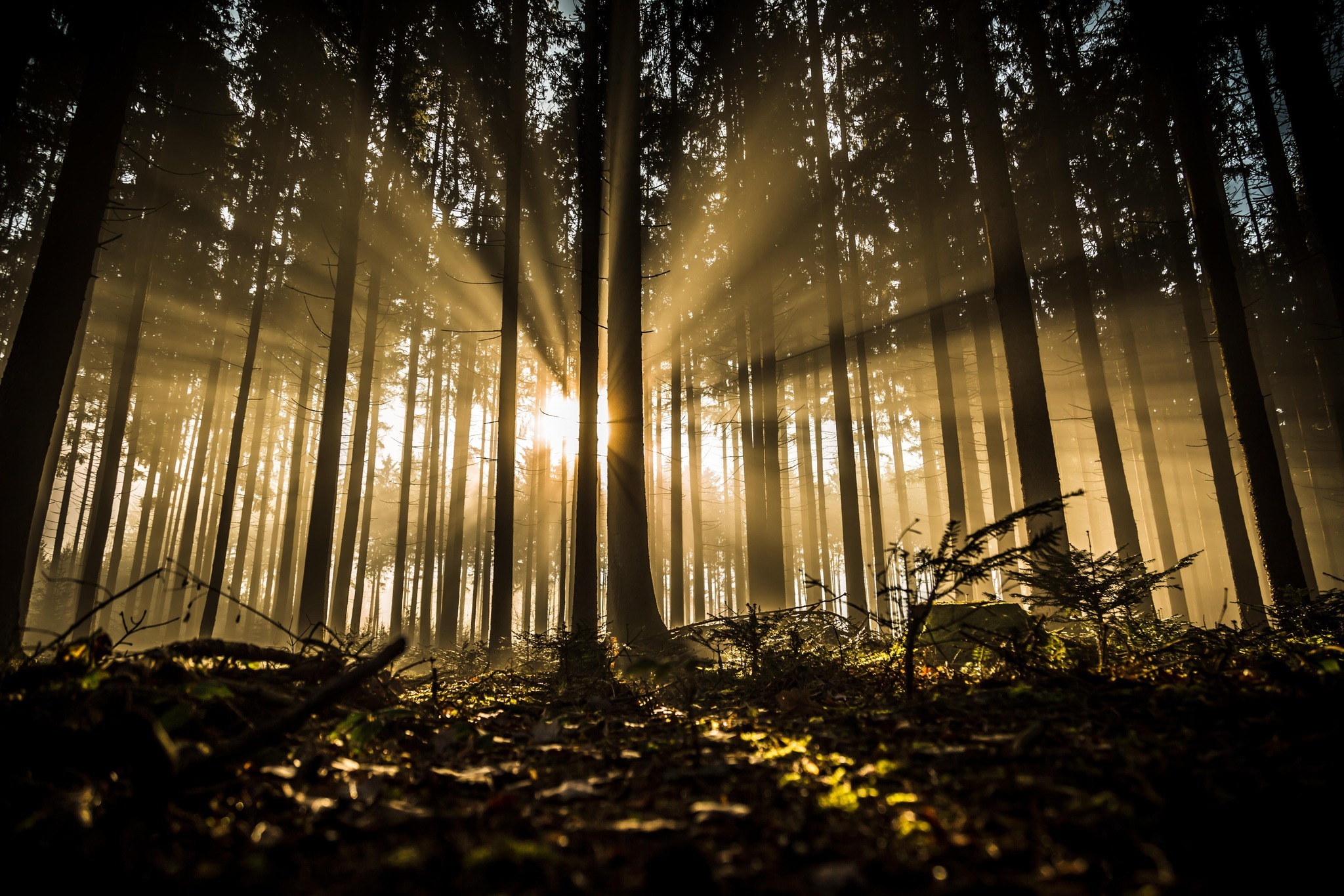 Sonnendurchfluteter Wald - Sinnbild für die Aktion Sonnenstrahl