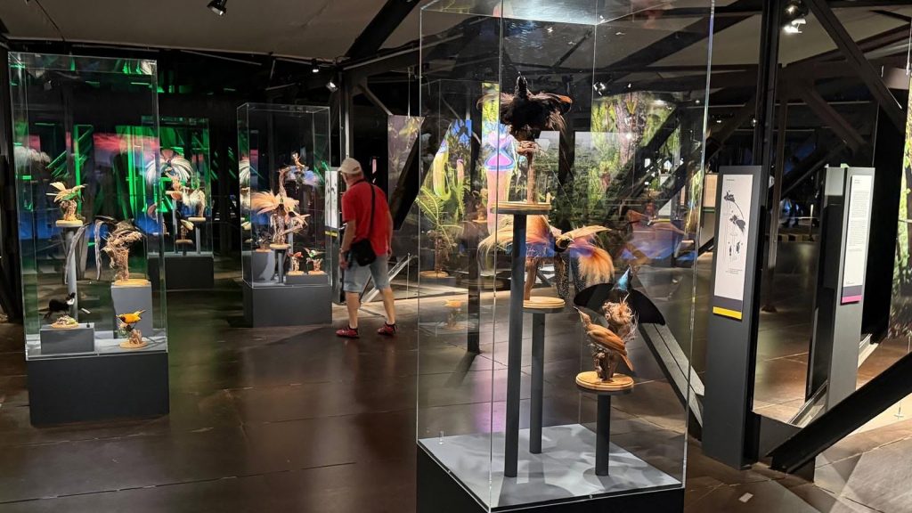 Im Gasometer bewundern die Besucher die Ausstellung "Mythos Wald", hier die verschiedenen Waldvögel
