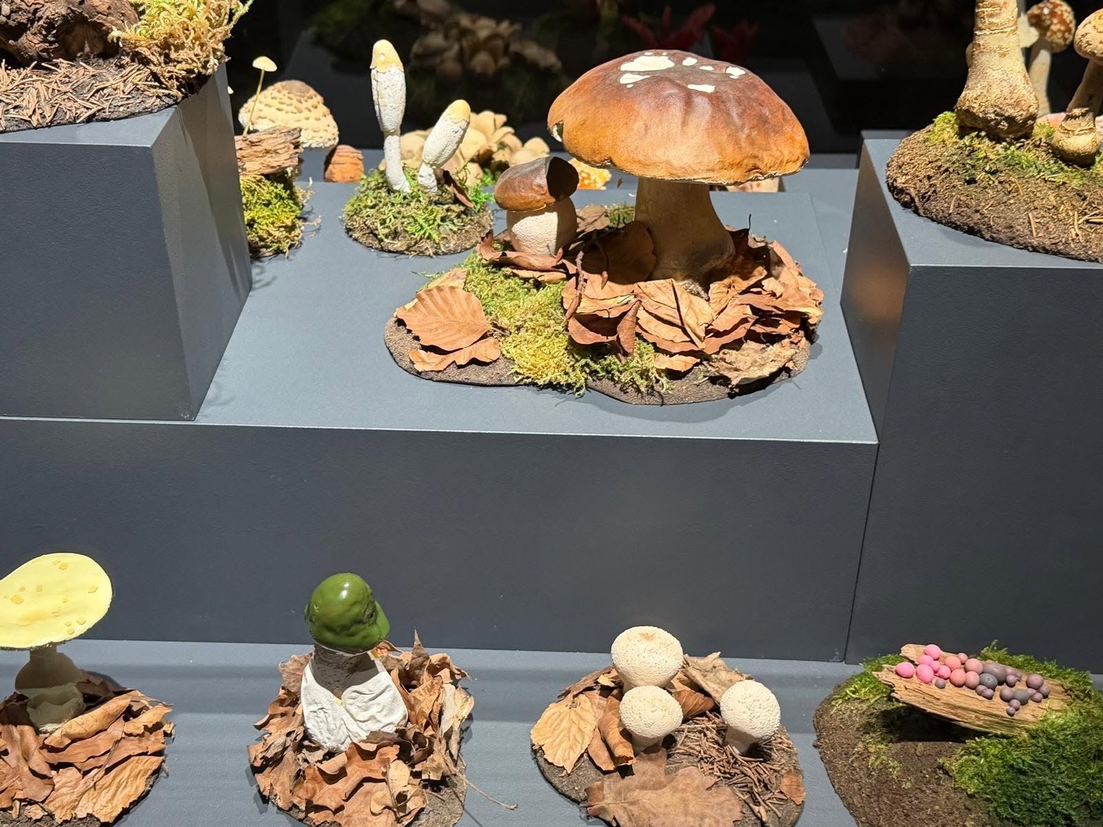 Verschiedene Pilze: Steinpilz (oben), Gelber und Grüner Knollenblätterpilz, Kartoffelbovist