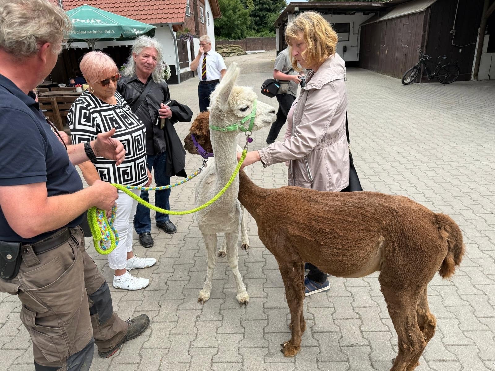 Ein braunes und ein weißes Alpaka besuchten die Seniorinnen und Senioren im Hof Menken.