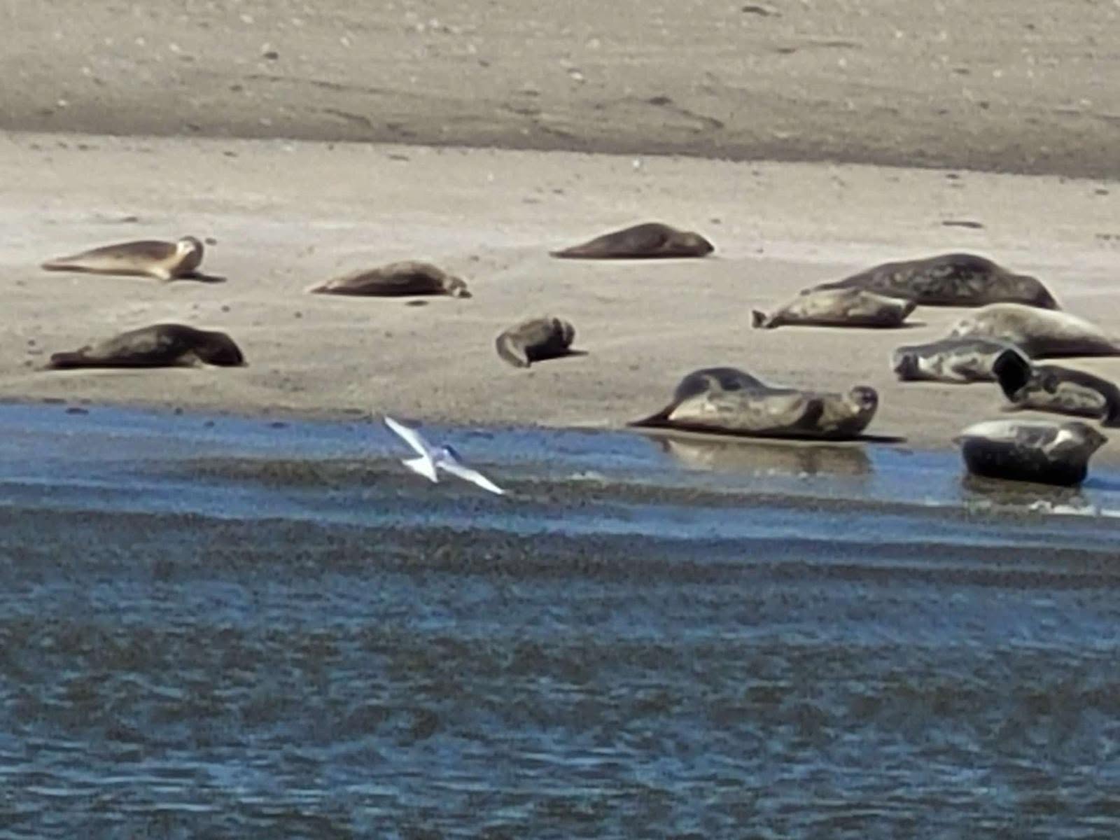 Die Seehundbänke am Nordseestrand