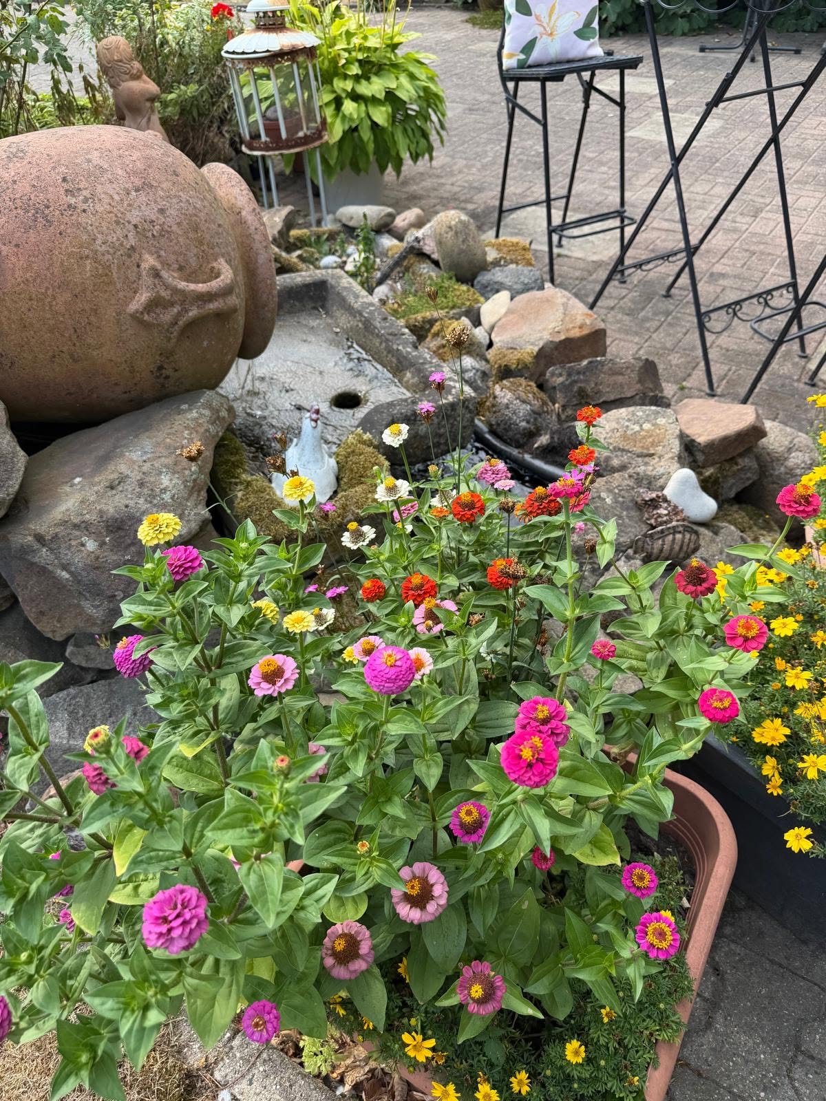Bunte Zinnien im Blumenparadies