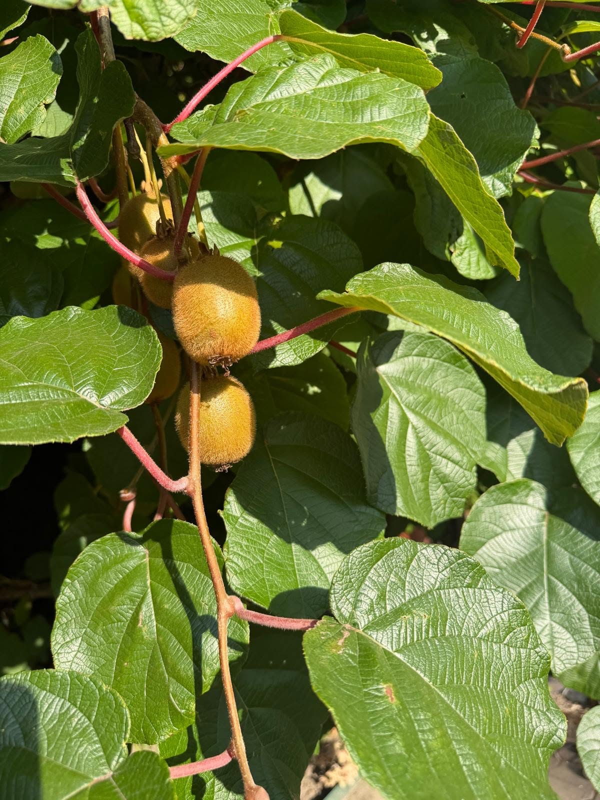 Ein Kiwi-Baum trägt reife Früchte.
