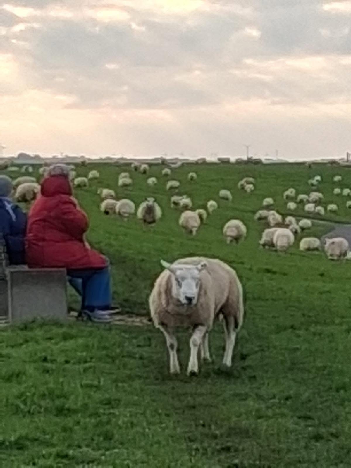 Weidende Schafe haben die Kurzurlauber auch gesehen.