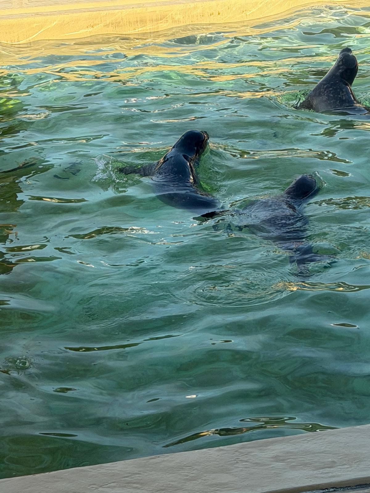 Die Seehunde schwimmen im Meerwasserbecken.