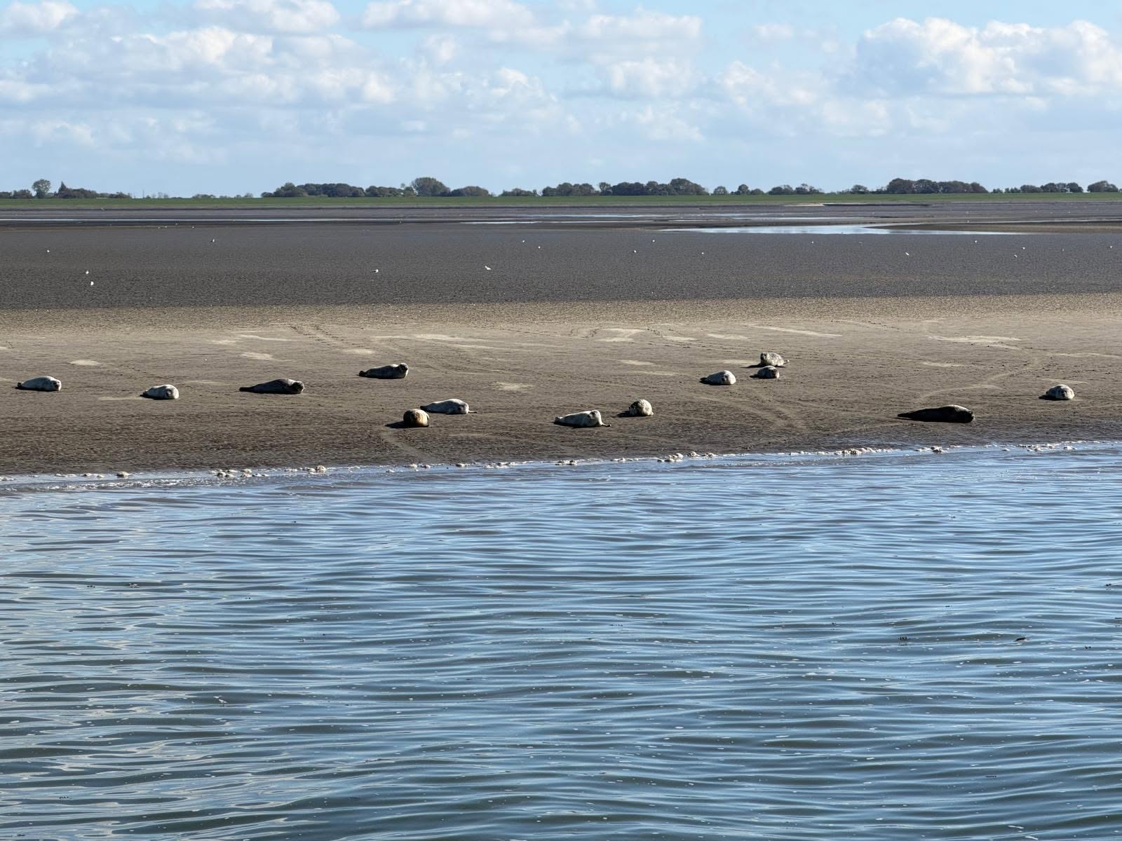 Auf den Seehundbänken genießen auch die Seehunde die Sonne und Seeluft.