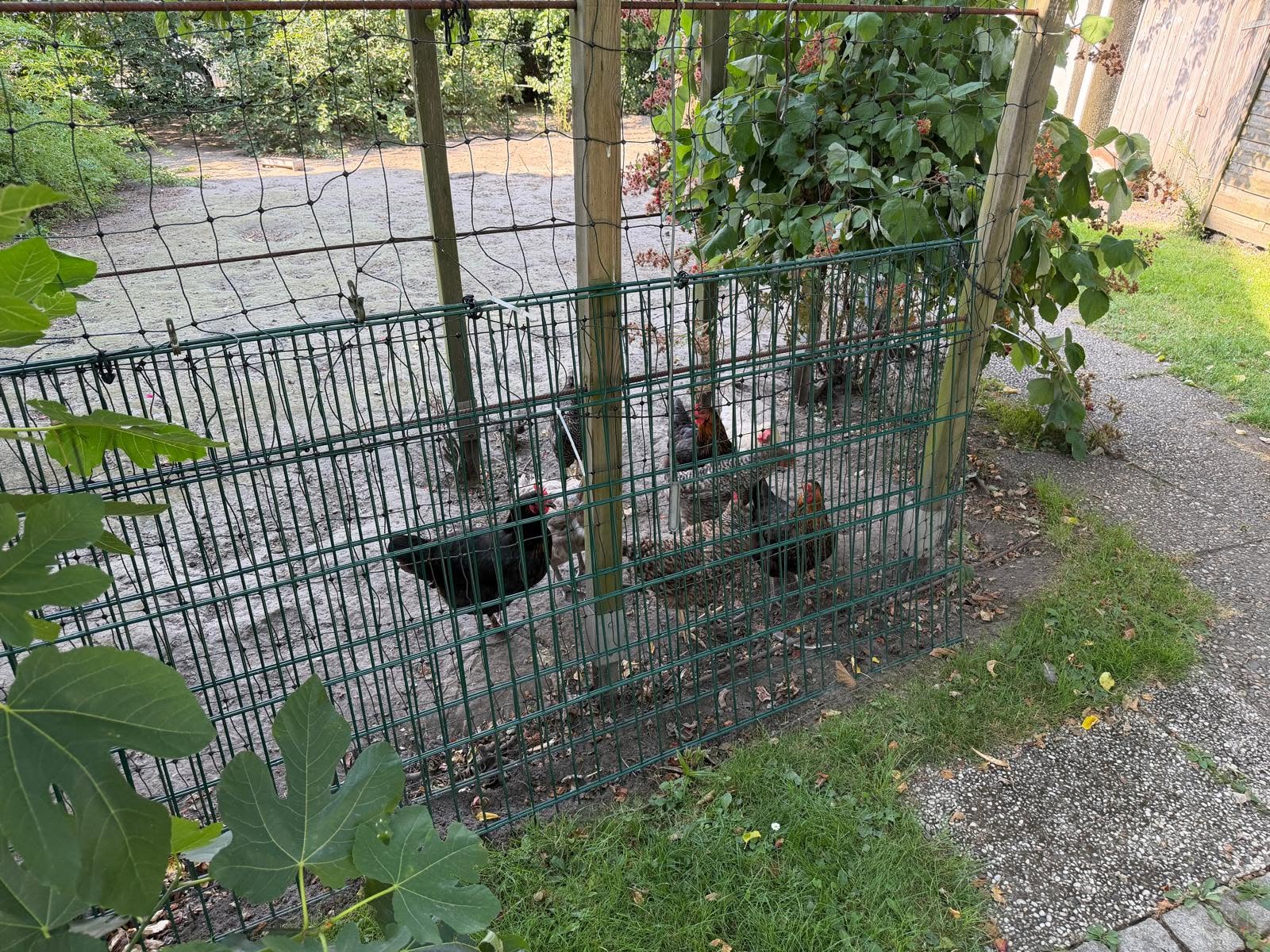 Eine Hühnerschar gibt es im Gartenparadies von Frau Wachholz auch.