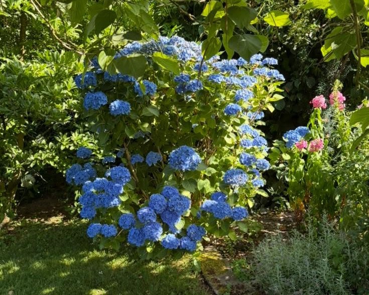 Blaue Hortensien