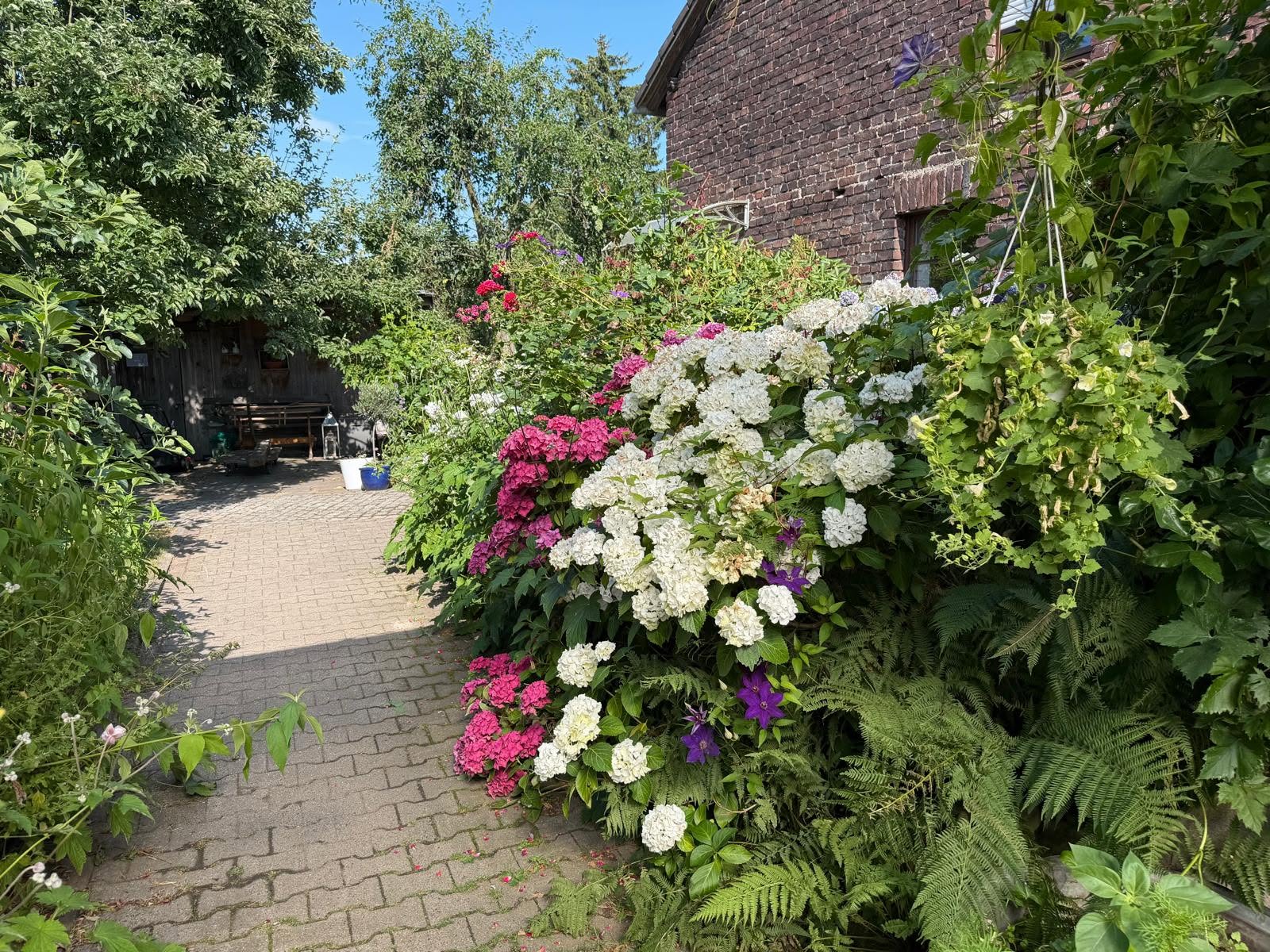 Zwischen roten und weißen Hortensien lugen auch ein paar tief-violette Clematisblüten heraus.
